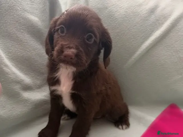 Cocker Spaniel dogs for sale: 4 cocker spaniel puppies left - Advert 7