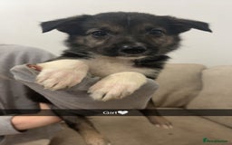 Mixed Breed dogs for sale: German shepherd x border collie puppies  - Image 14
