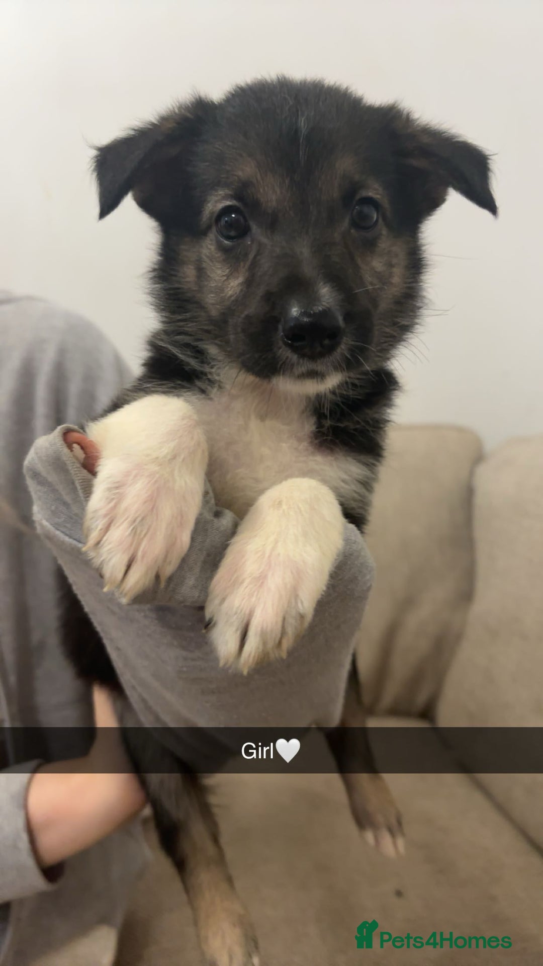 Mixed Breed dogs for sale: German shepherd x border collie puppies  - Image 14