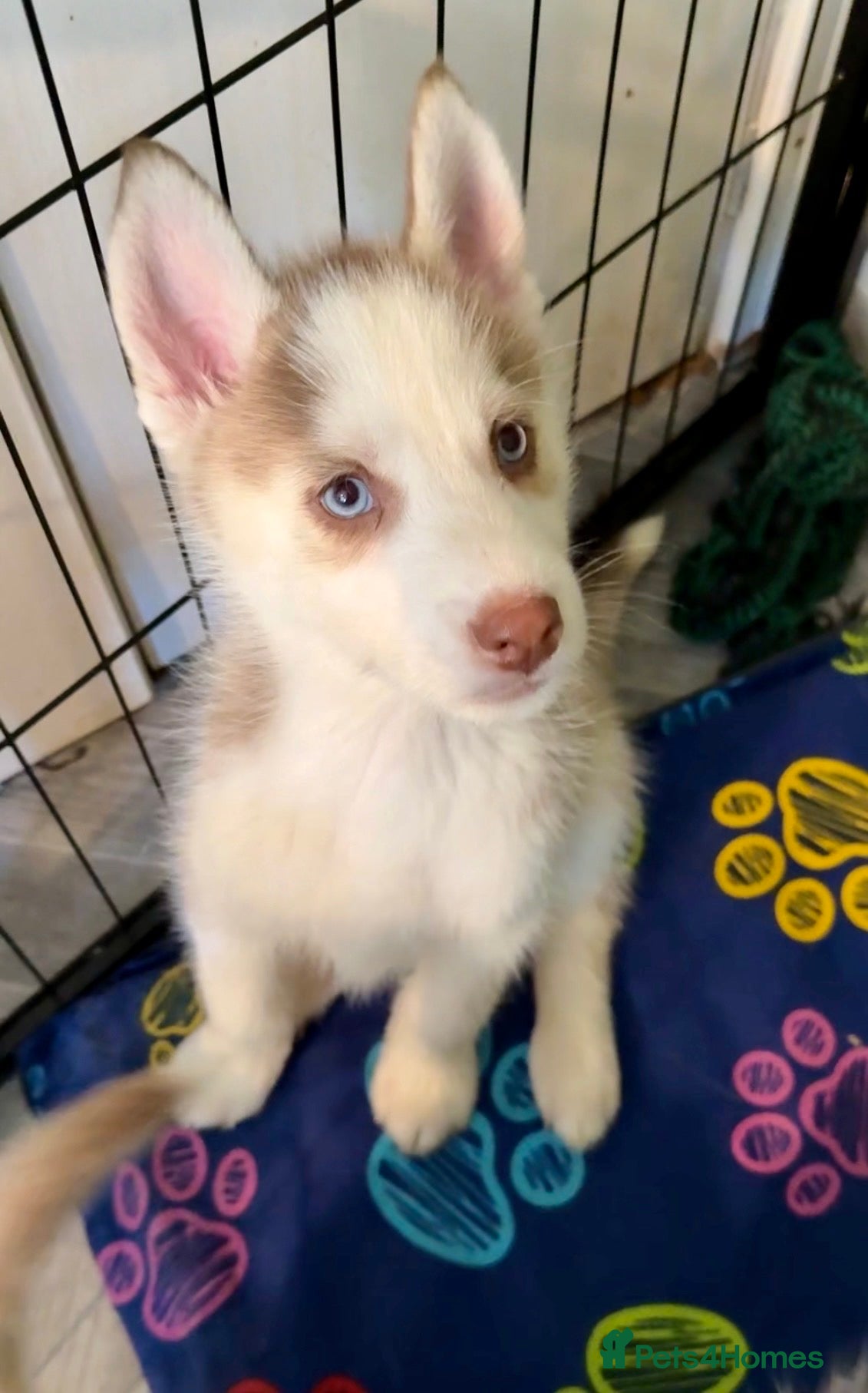 Siberian Husky dogs Ready now! Parents Imported stunning Husky Puppies - Advert 3