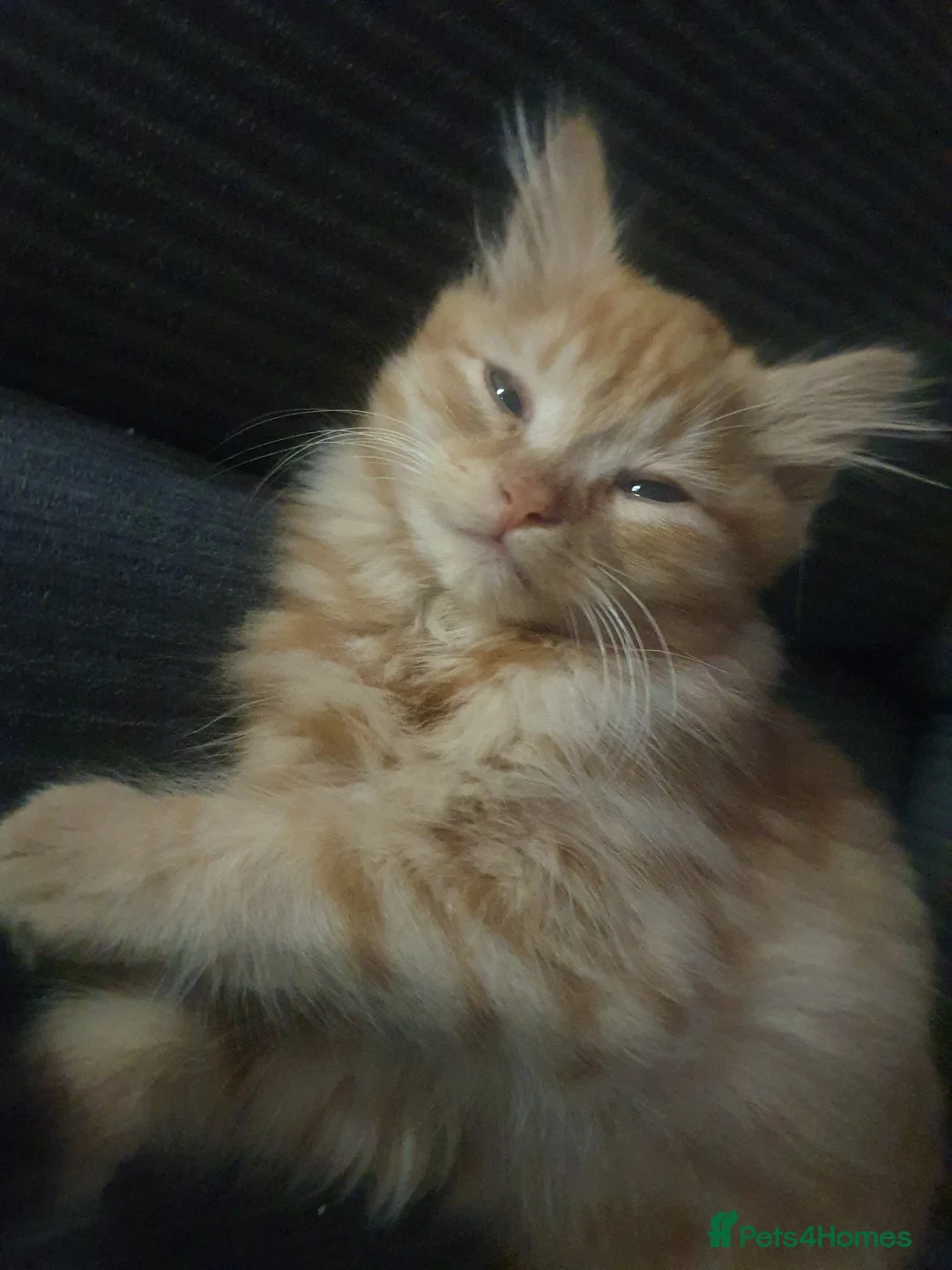 Mixed Breed cats for sale: Beautiful Kittens in Dartford - Advert 2