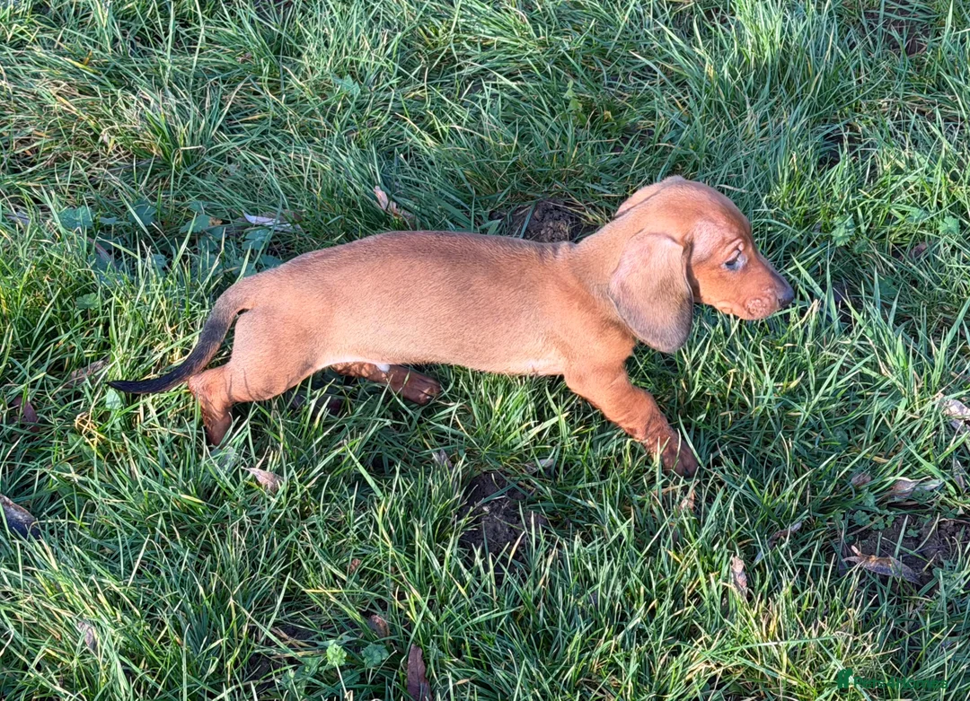 Dachshund dogs for sale: Champion Bred KC Smooth Dachshund Male Pup - Advert 7