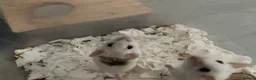 Mouse rodents for sale: 5 female mice with cage set up  - Advert 3