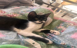 British Shorthair cats for sale: Adorable Male Black and White Kitten - Image 18