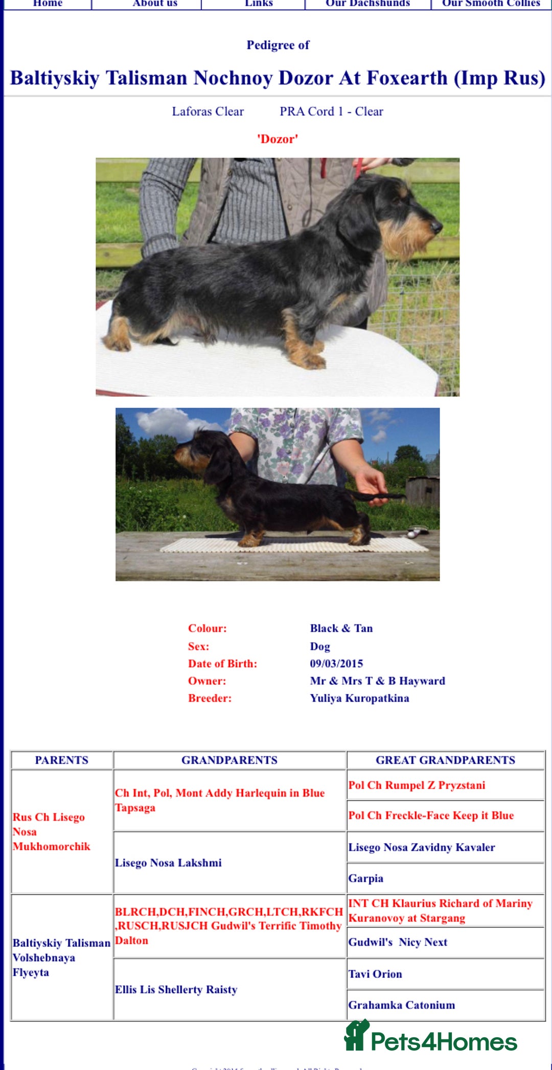 Miniature Dachshund dogs for stud: PROVEN KC wild Boar MINIWIRE HAIRED DACHSHUND in Manchester - Image 9