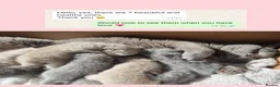 British Shorthair cats for stud: ⭐️ Russian Imported Stud ⭐️ - Advert 8