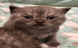 British Shorthair cats for sale: GORGEOUS BSH KITTENS in Oldham - Image 19