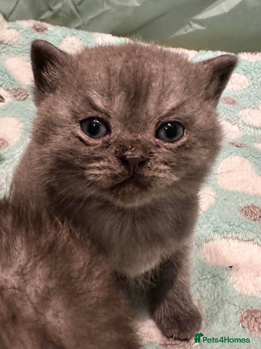British Shorthair cats for sale: GORGEOUS BSH KITTENS in Oldham - Image 19