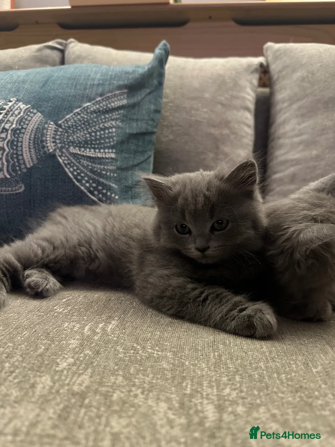 British Longhair cats for sale: Last Stunning silver Blue BritishLonghair Kittens  - Advert 2