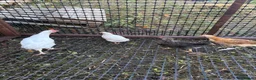 Chickens poultry for sale: Cockerel  in Dewsbury - Advert 3