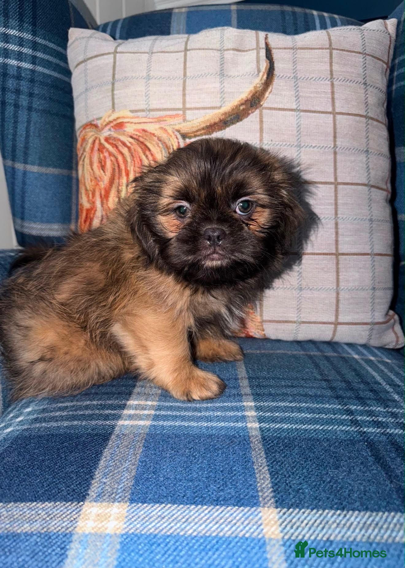 Shih Tzu dogs 💙🩵Last KC Blue Boy Available 🩵💙 - Advert 1