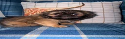 Shih Tzu dogs for sale: Last KC Blue Boy Available  - Advert 3