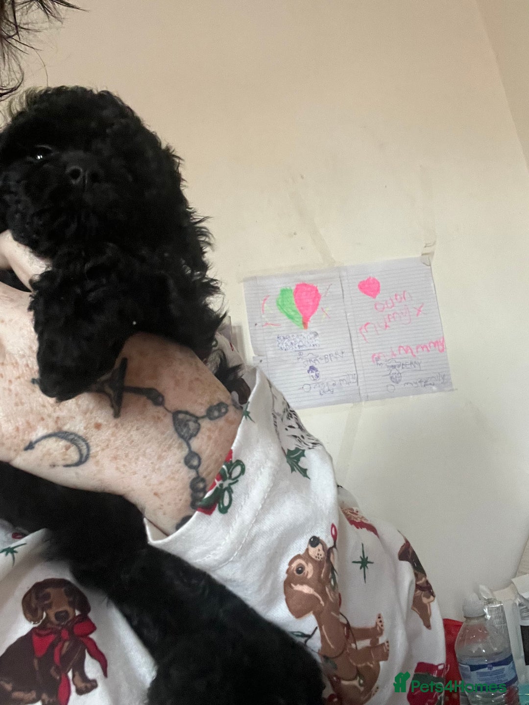 Toy Poodle dogs for sale: Last boy still available  - Advert 2