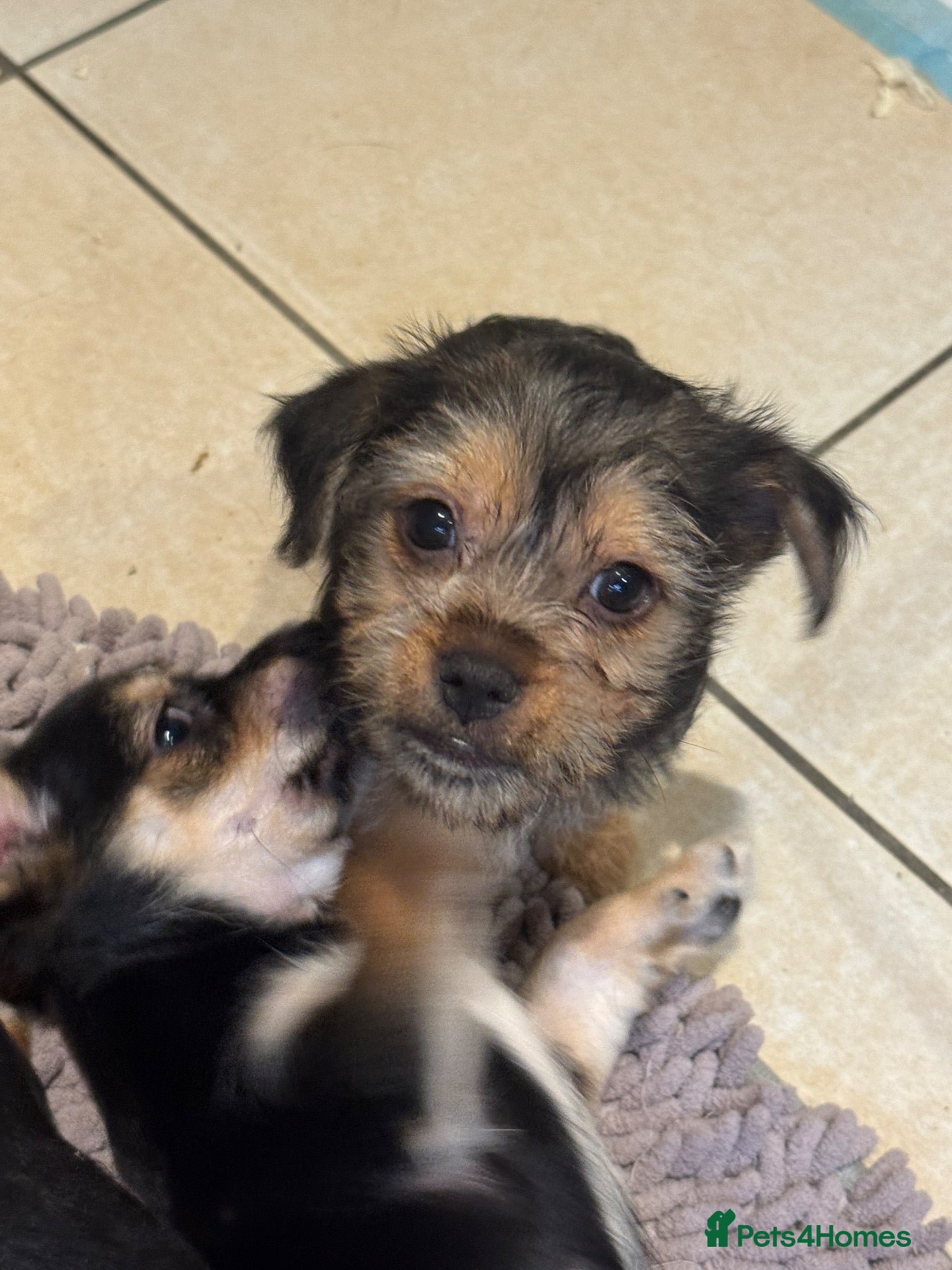 Chorkie dogs 1 cute girl chorkie puppy left. Ready tomorrow  - Advert 1