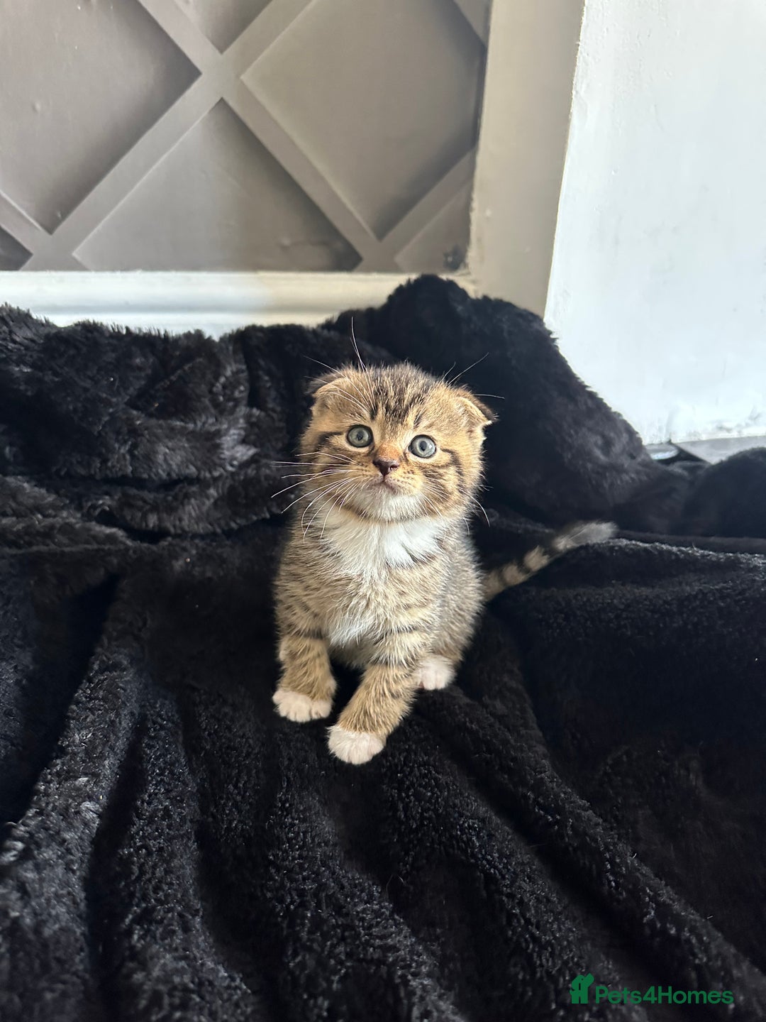 Scottish Fold cats for sale: Ready for his forever home - Image 2