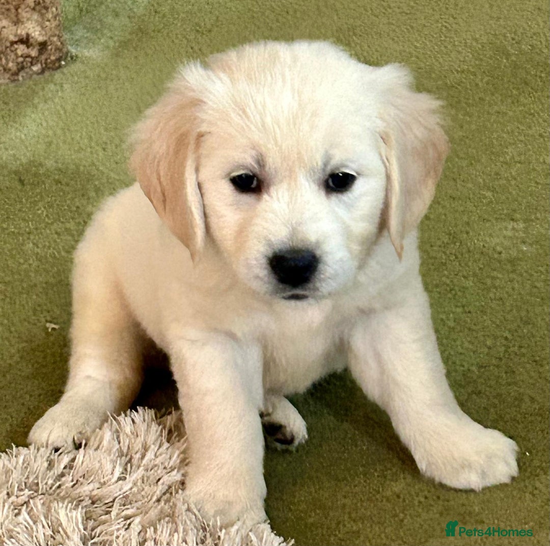 Golden Retriever dogs for sale: Chunky, cream pups - Advert 14