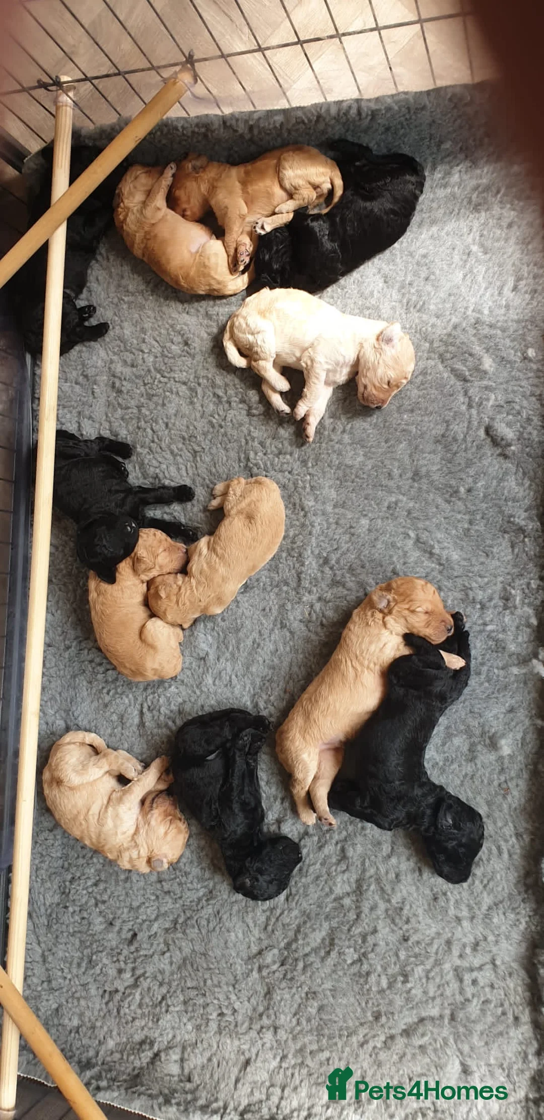 Labradoodle dogs for stud: Labradoodle Stud - Proven in Worthing - Advert 20