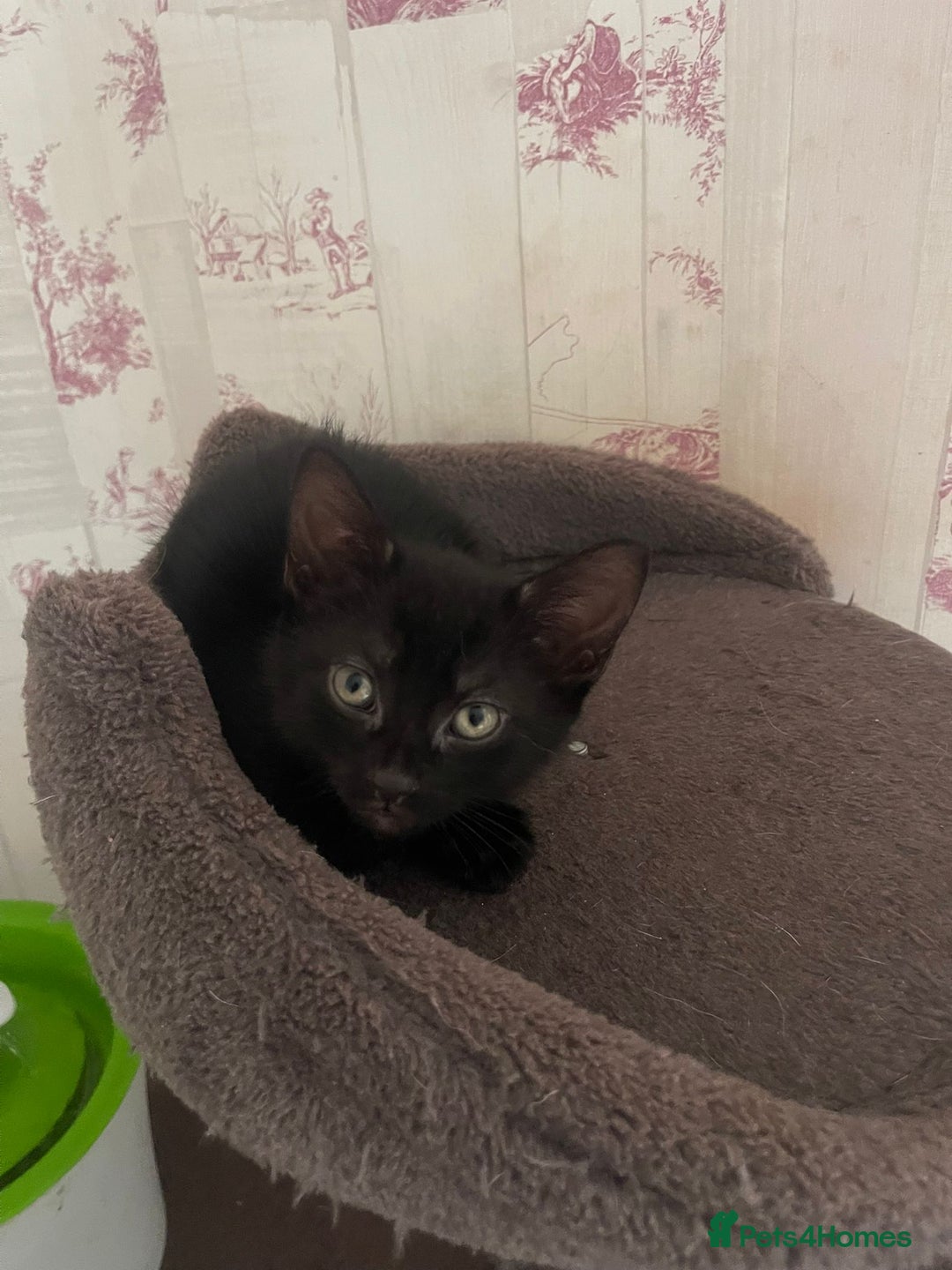 Mixed Breed cats for sale: Adorable kittens - Advert 3