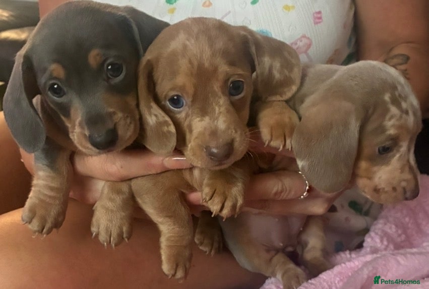 Dachshund dogs     Beautiful Miniature Dachshund Puppies  - Advert 1