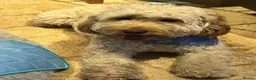 Mixed Breed dogs for stud: Beautiful and healthy Cockapoo for Stud in Leighton Buzzard - Advert 1