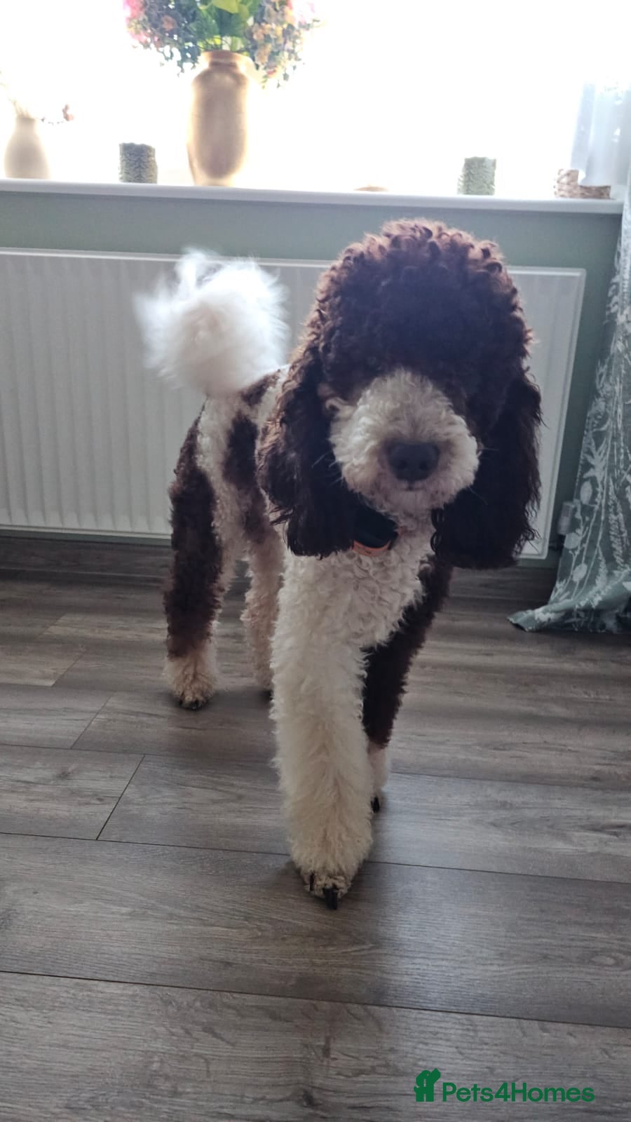 Sproodle dogs 🐾 Adorable Sproodle Puppies for Sale 🐾 - Advert 2