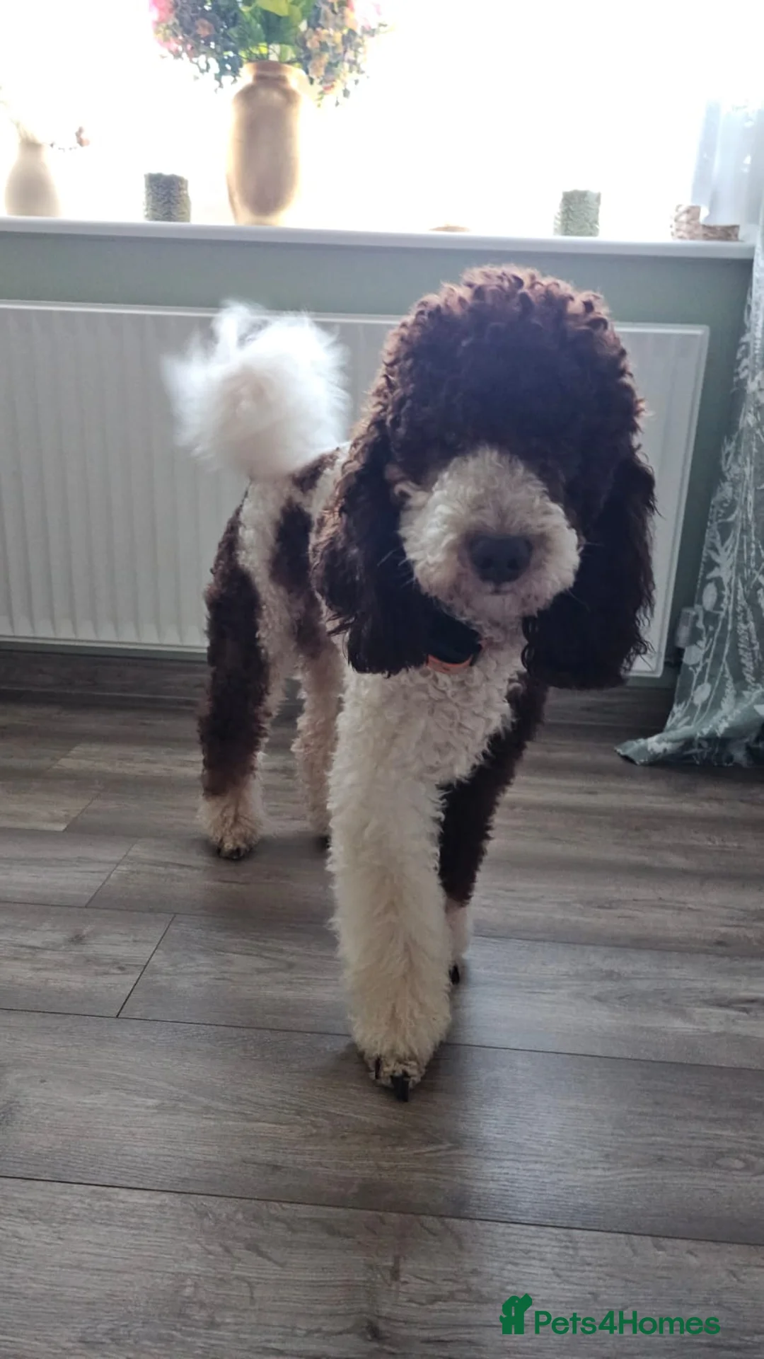 Sproodle dogs for sale: 🐾 Adorable Sproodle Puppies for Sale 🐾 in Swadlincote - Advert 2