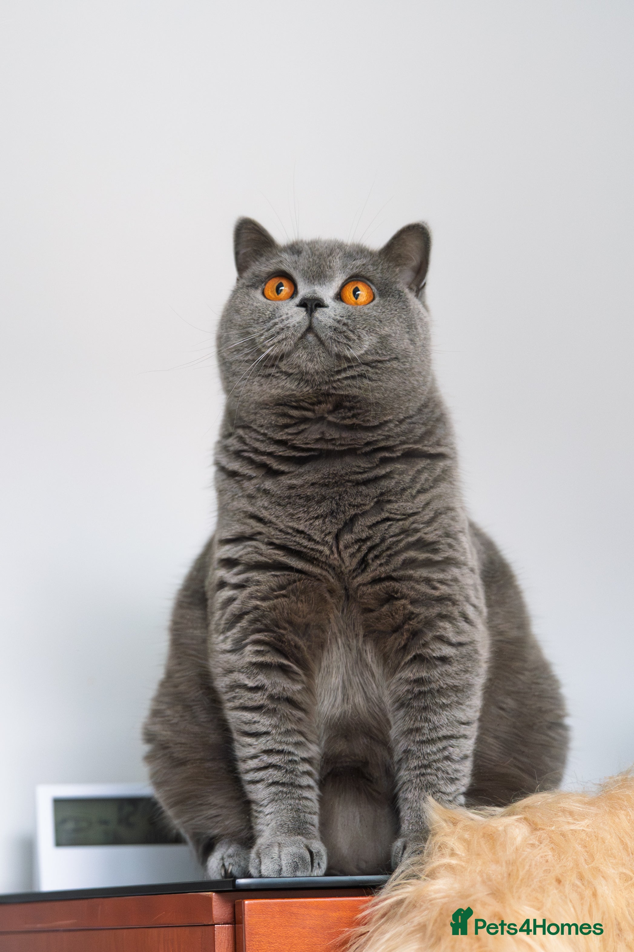 British Shorthair cats GCCF and TICA Registered -Show Quality BSH. - Advert 1