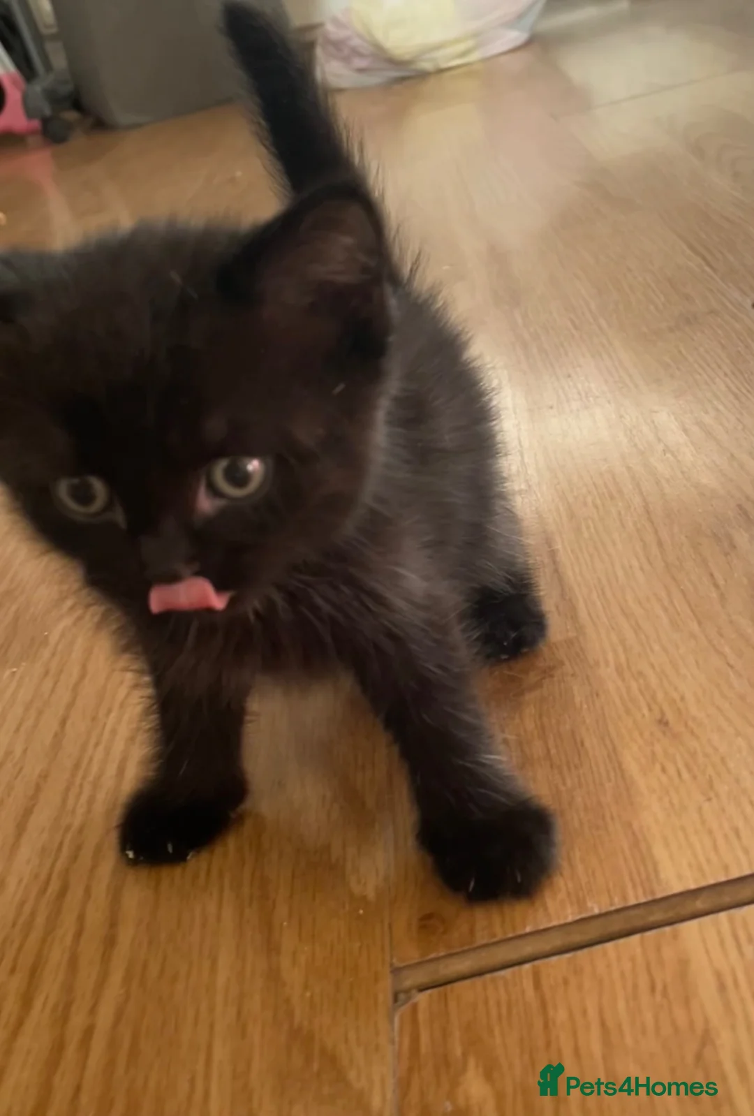 Mixed Breed cats for sale: 4 mixed breed kittens for sale  in Sittingbourne - Advert 13