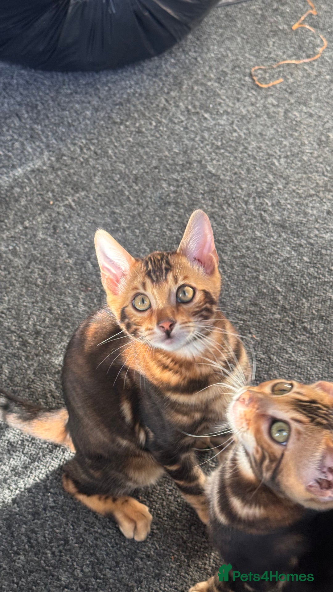 Bengal cats for sale: Bengal TICA pure line blood tiger’d and rosette’d - Image 5