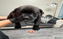 Mixed Breed dogs for sale: 7 beautiful puppies for sale - Image 23