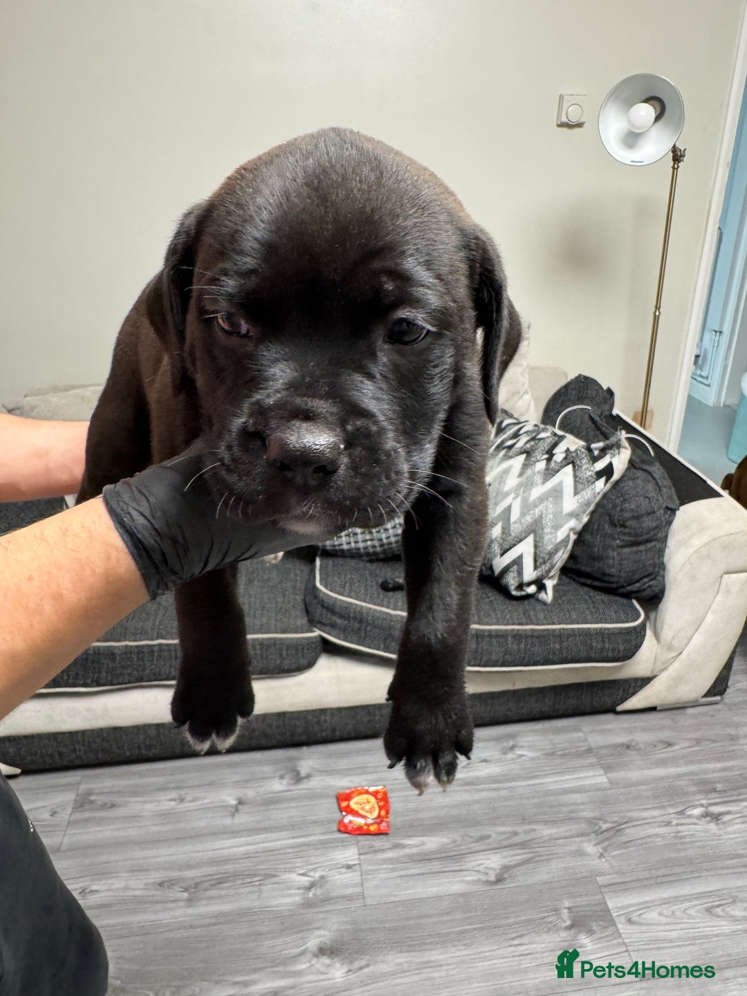Mixed Breed dogs for sale: 7 beautiful puppies for sale - Image 23