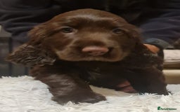 Field Spaniel dogs for sale: extremely rare Field Spaniel puppy available - Image 4