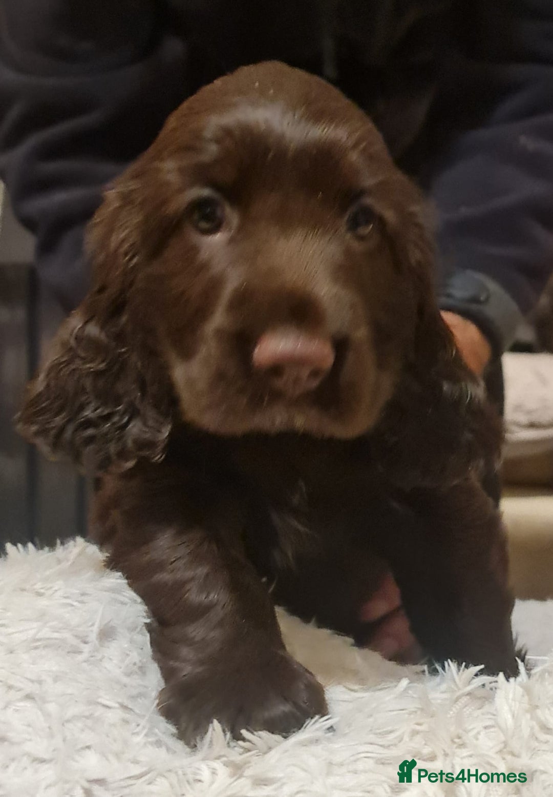 Field Spaniel dogs for sale: extremely rare Field Spaniel puppy available - Image 4