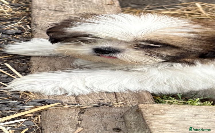 Shih Tzu dogs in Southampton - Advert 1