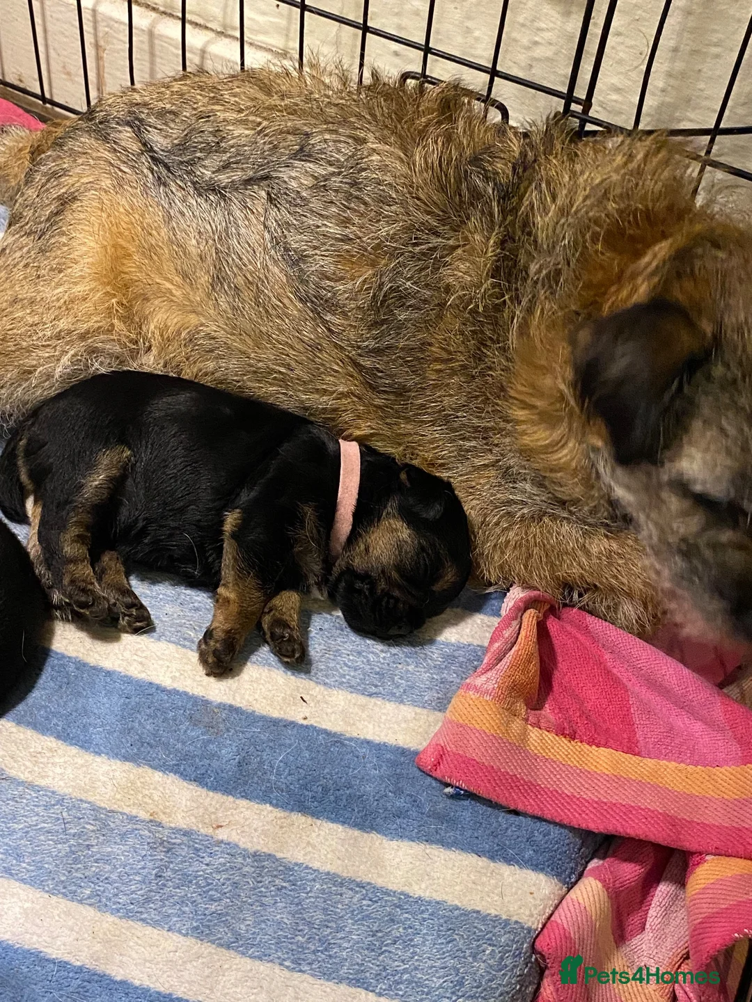 Border Terrier dogs for sale: One Boy Remaining  - Advert 2