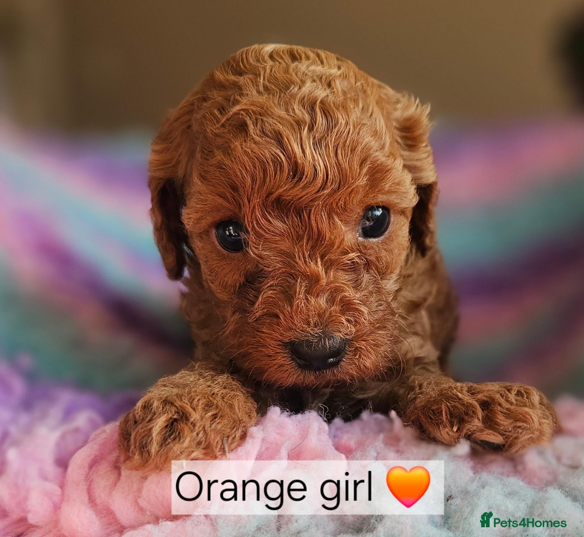 Cavapoo dogs Licensed breeder 2 girls, tiny toy red cavapoos  - Advert 1