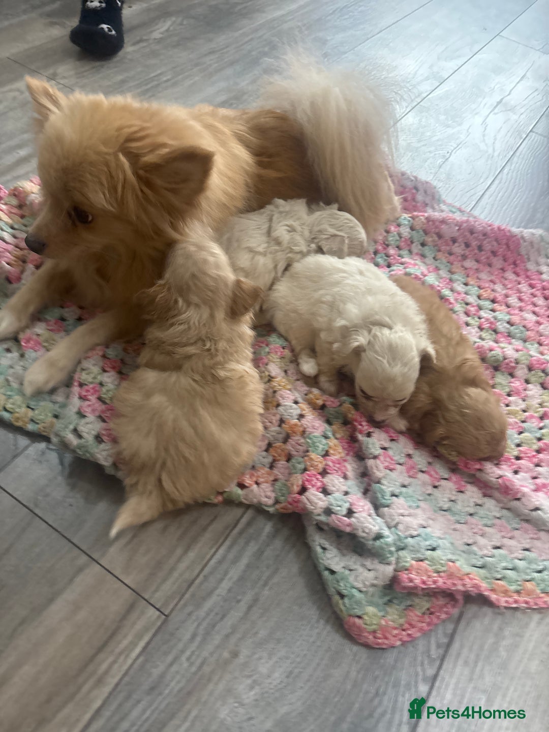 Pomapoo dogs for sale: Stunning Pomapoo puppies  - Advert 7