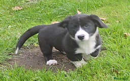 Welsh Corgi Cardigan dogs for sale: WELSH CARDIGAN CORGI PUPS  - Image 1
