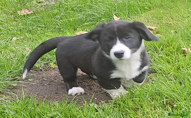 Welsh Corgi Cardigan dogs - Advert 1