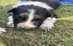 Border Collie dogs for sale: Border collie pups - Image 3