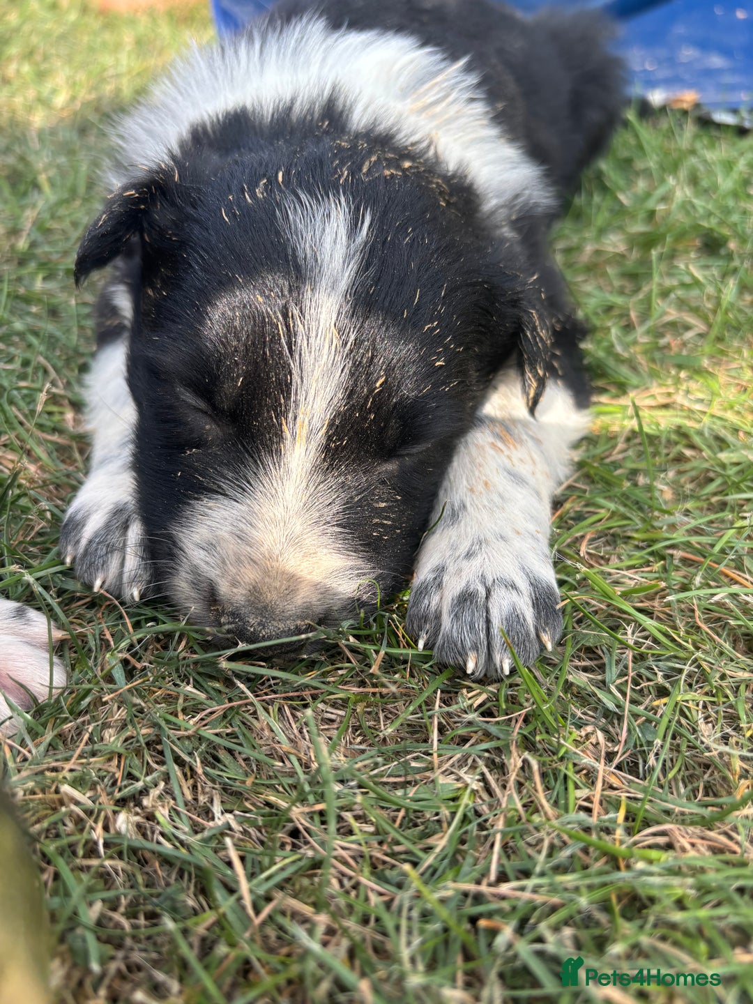 Border Collie dogs for sale: Border collie pups - Image 3