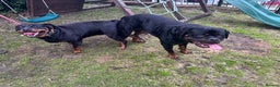 Rottweiler dogs for stud: Proven KC Rottweiler At Stud  in Bacup - Advert 11