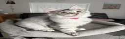 Maine Coon cats for sale: READY TO LEAVE Outstanding Maine coon kittens  - Advert 8