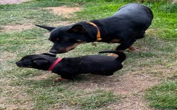 Lancashire Heeler dogs for sale: 6 Pedigree Lancashire Heeler Dogs for sale. - Image 12