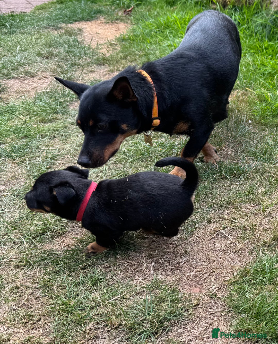 Lancashire Heeler dogs for sale: 6 Pedigree Lancashire Heeler Dogs for sale. - Image 12