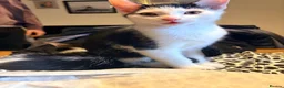 Domestic Shorthair cats for sale: STILL AVAILABLE- 2 black and white kittens  - Advert 3