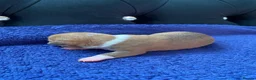 Chihuahua dogs for sale: Chihuahua puppies 3 💙Ánd 2🩷 - Advert 10