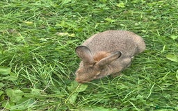 Dutch rabbits for sale: Male Lionhead rabbit and Male European rabbit  - Image 6