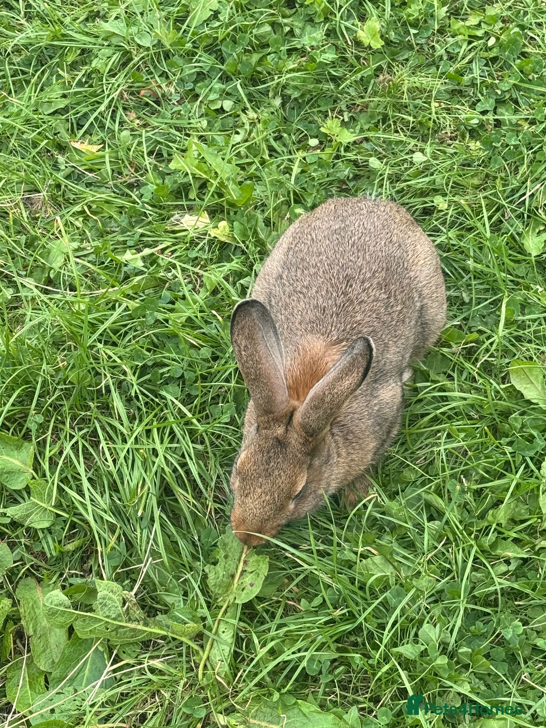 Dutch rabbits for sale: Male Lionhead rabbit and Male European rabbit  - Image 6