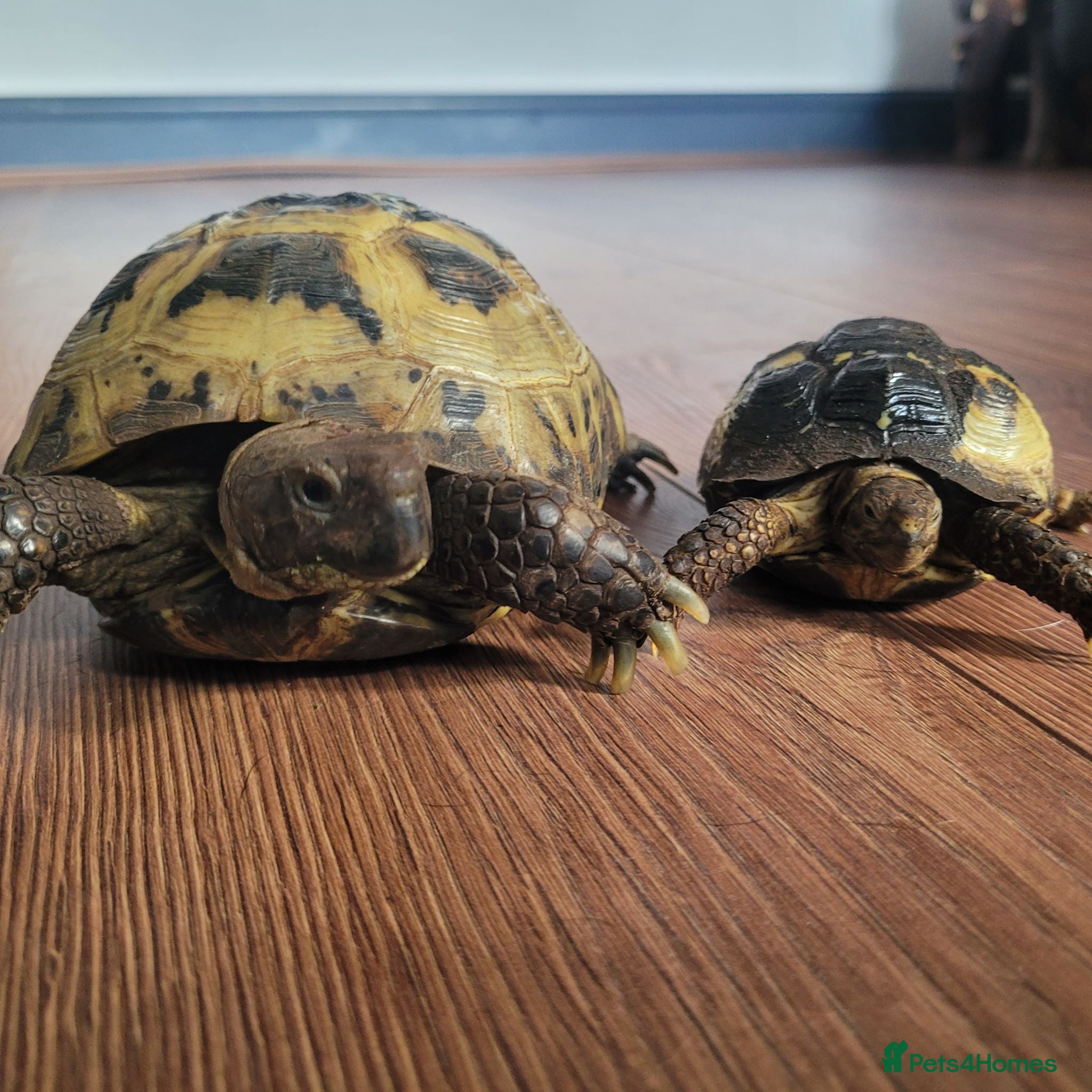 Tortoise reptiles Two horsefield tortoises  - Advert 1